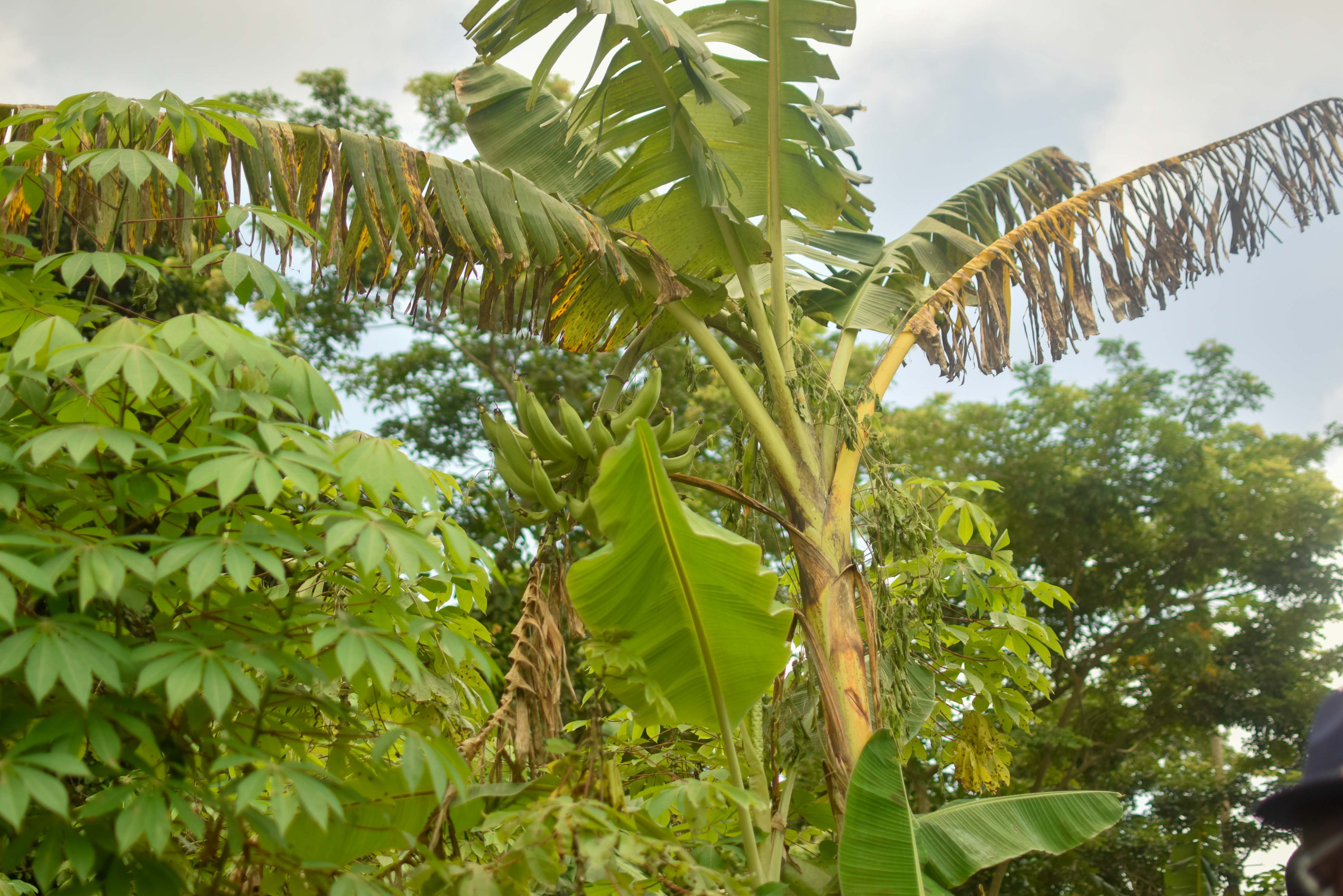 Agbeloba Farms: A vision of modern farming threatened by climate change Image