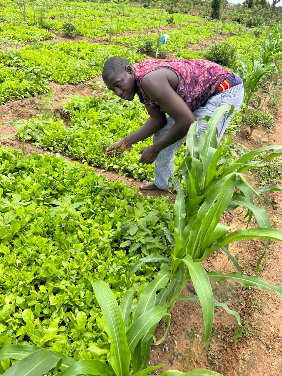 Home-Gardening Project: Growing Hope for Malnourished Children in Yobe State Image